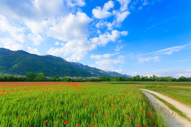 Camino de tierra a través de la campiña italiana. Campo de amapolas rojas. Vida rural. Paisaje italiano