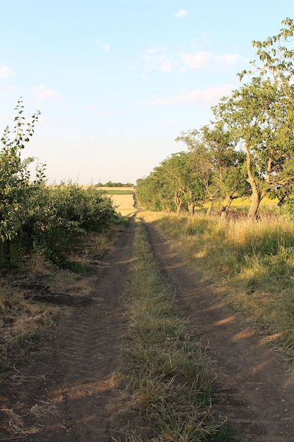 Un camino de tierra a través de un campo