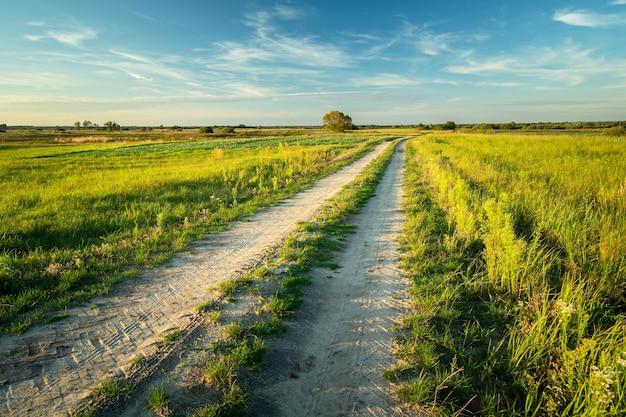 Camino de tierra a través de campos verdes