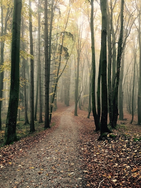 Camino de tierra vacío en medio de árboles en el bosque