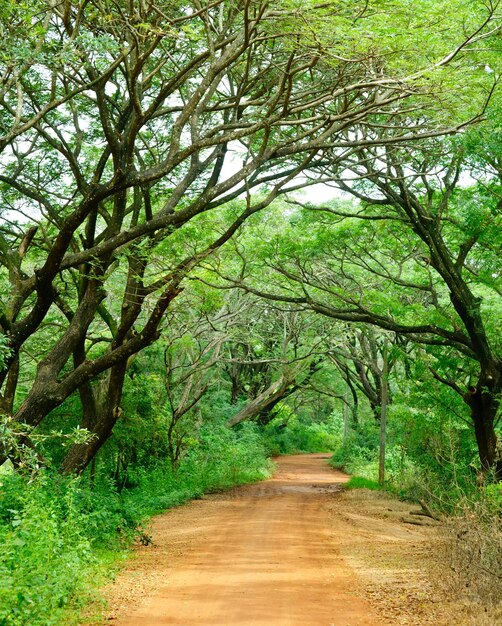 Camino de tierra