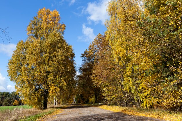 Un camino tranquilo en la temporada de otoño.