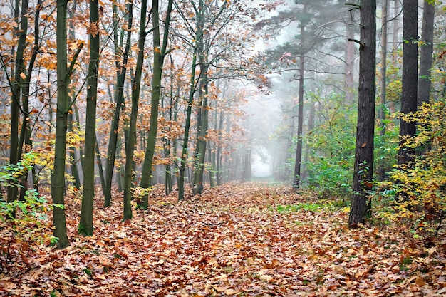 Camino tranquilo durante la temporada de otoño