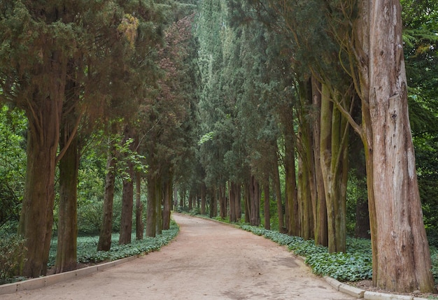 Camino a través de árboles en el bosque