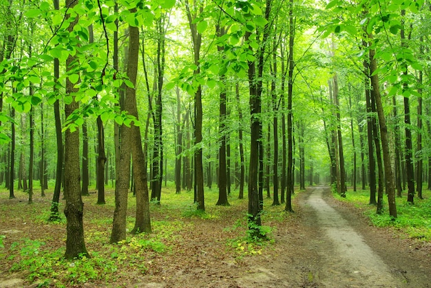 Camino a través de los árboles del bosque