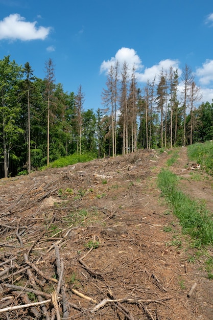 Camino a través de árboles muertos El escarabajo de corteza de abeto europeo atacó árboles en el bosque