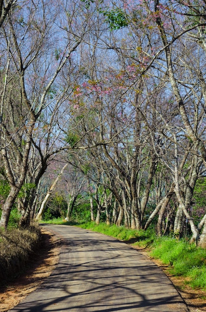 Camino a través del bosque con árbol sin hojas