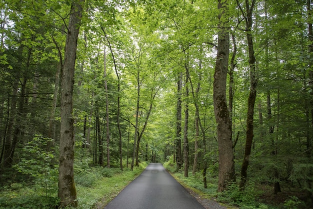 Un camino a través del bosque con árboles al fondo.