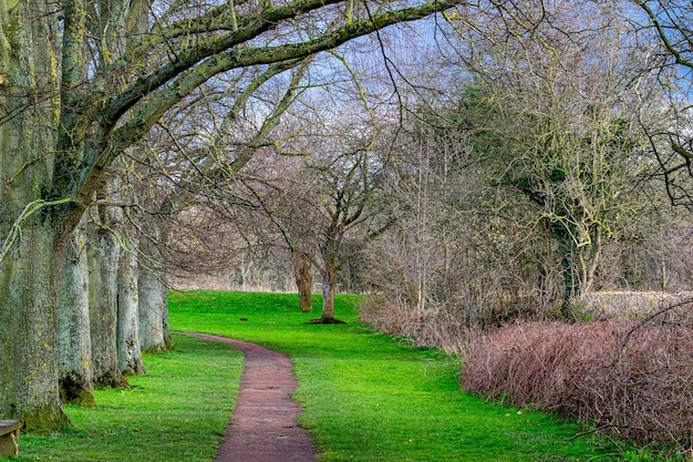 Un camino a través de un bosque con una cerca y un campo con árboles al fondo.