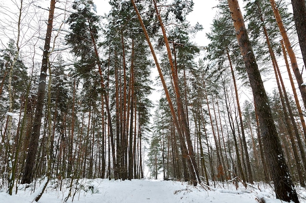 Camino a través del bosque de invierno verde oscuro Ventisquero y abetos inclinados