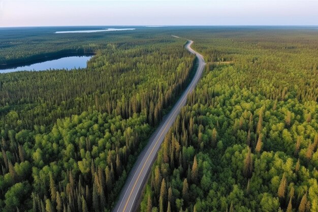 Un camino a través de un bosque con un lago al fondo.