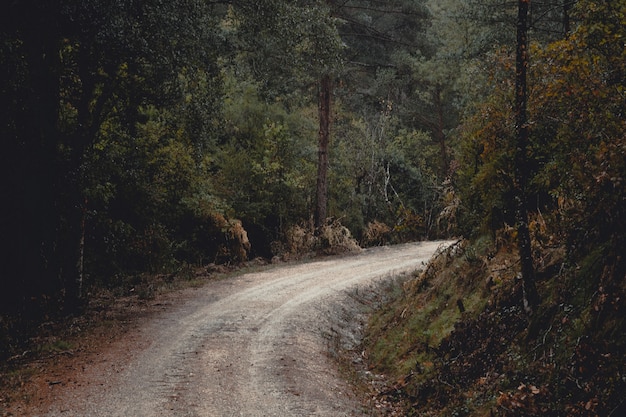 Camino a través del bosque oscuro en el lluvioso día de otoño