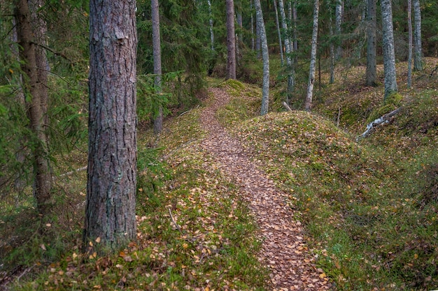 Camino a través del bosque de otoño Camino sinuoso Parque Nacional Kemeri Letonia
