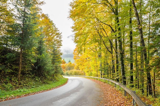 Camino a través del bosque de otoño de hadas, hayas brillantes, paisaje