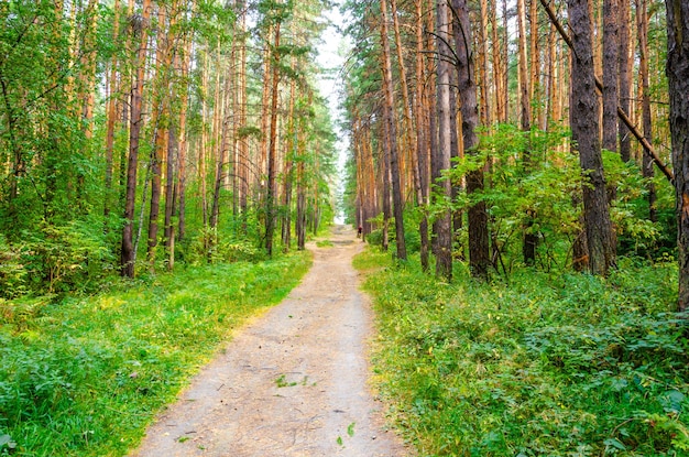 El camino a través del bosque de pinos verdes.