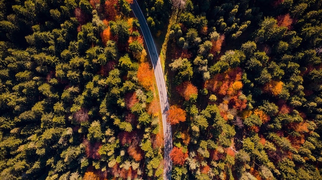 Camino a través del bosque en la temporada de otoño Top Down Drone Follaje colorido