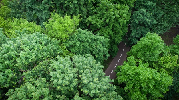 Camino a través del bosque verde de verano, vista aérea