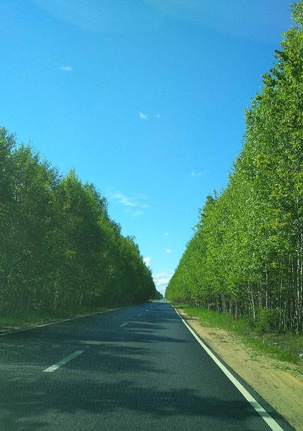 Camino a través de un bosque verde de verano