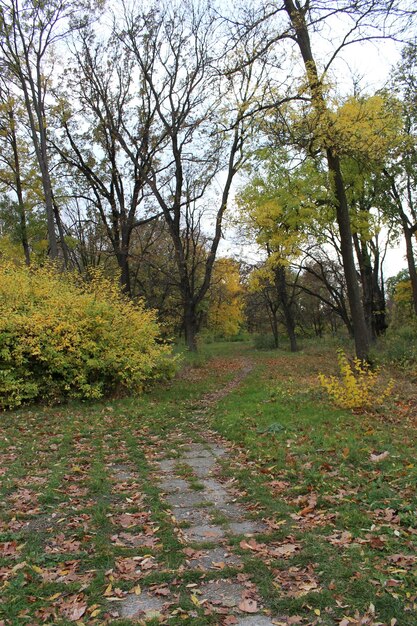 Un camino a través de un bosque