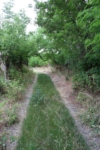 Foto un camino a través de un bosque