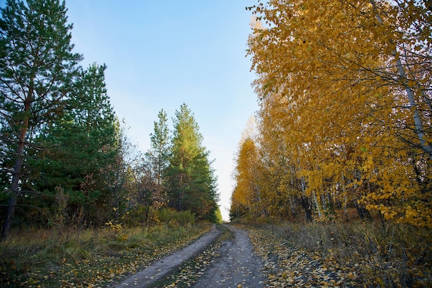 Camino a través de bosques de coníferas y caducifolios Fondo natural