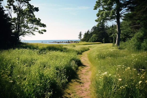 Un camino a través de un campo de hierba alta con una playa al fondo.