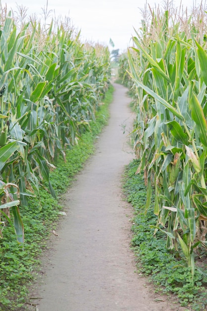 Camino a través del campo de maíz, España