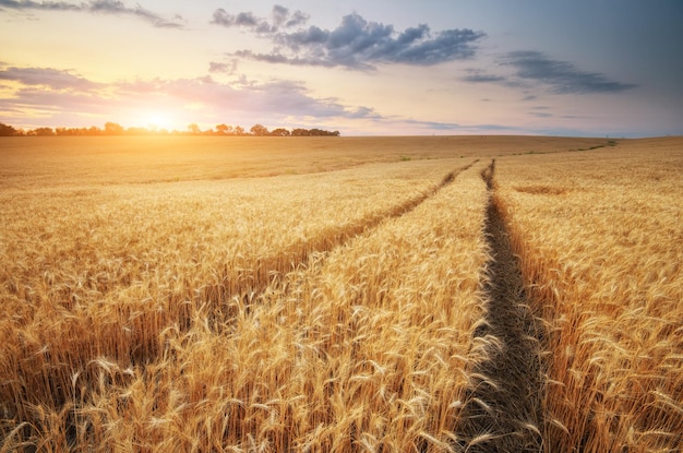 Camino a través del campo de trigo