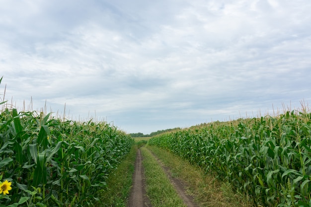 Camino a través de campos de maíz