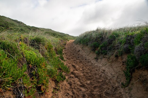 Foto un camino a través de las dunas