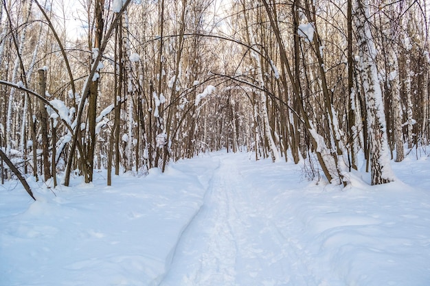 Camino a través del hermoso bosque cubierto de nieve de invierno solitario