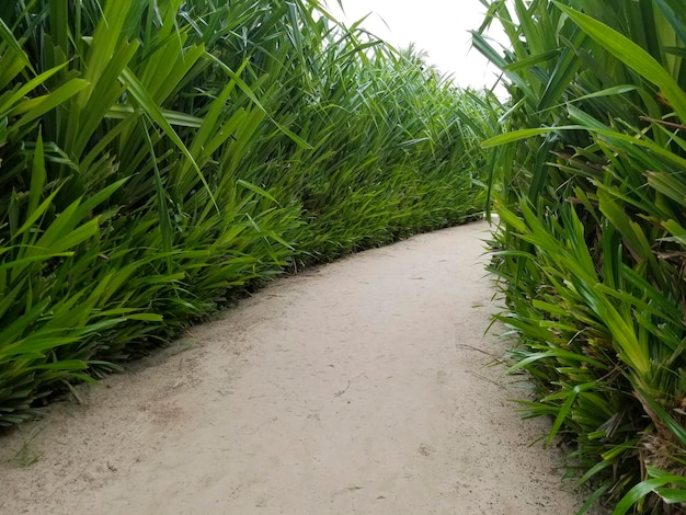 Un camino a través de la hierba en la jungla.