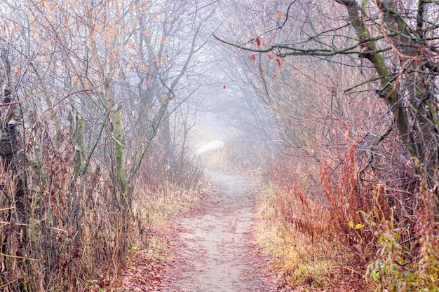 Un camino a través de la niebla con la palabra 'bosque'