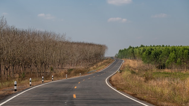 El camino a través de la plantación de árboles de caucho en Tailandia