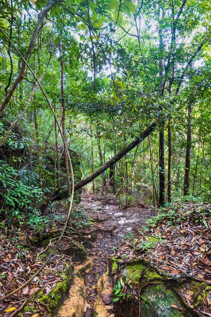 Camino de trekking en la selva del Parque Nacional de Bako en Kuching, Malasia