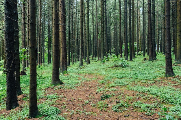 Camino de troncos de árboles de bosque verde en el bosque pinos hojas paisaje de naturaleza