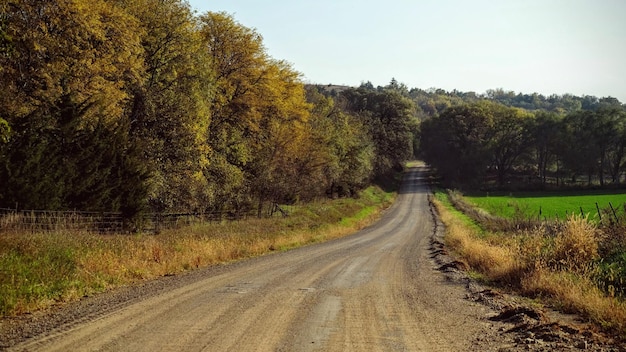 Camino vacío por los árboles durante el otoño