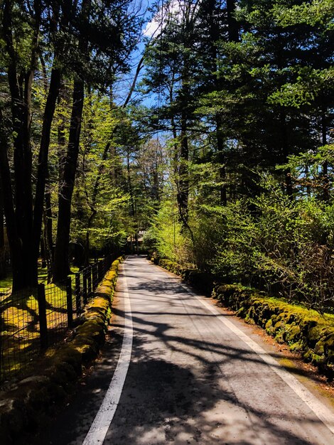 Foto camino vacío a lo largo de los árboles en el bosque