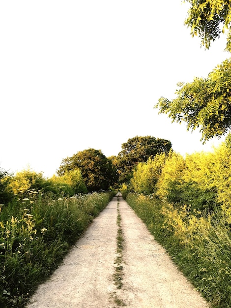 Foto camino vacío a lo largo de árboles y plantas contra un cielo despejado