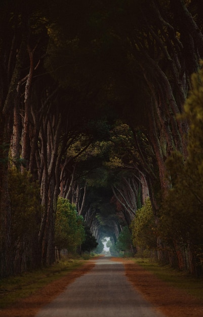 Camino vacío a lo largo de árboles y plantas