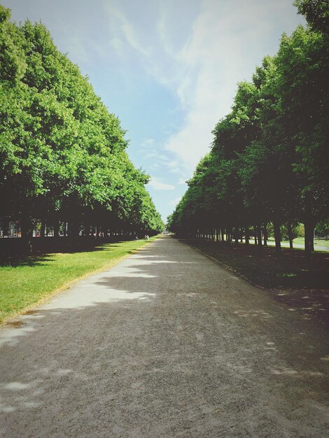 Foto camino vacío a lo largo de los árboles