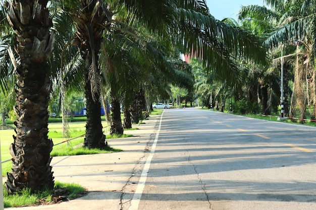 Foto camino vacío a lo largo de los árboles