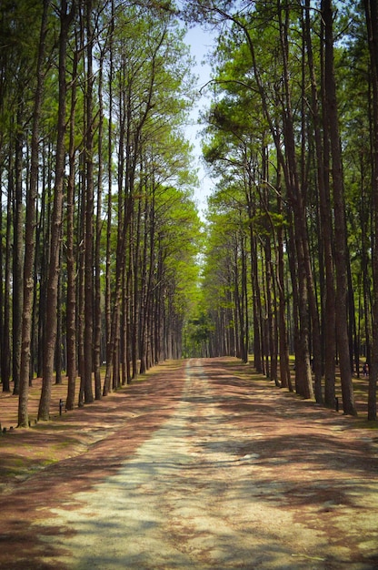 Foto camino vacío en medio de los árboles en el bosque