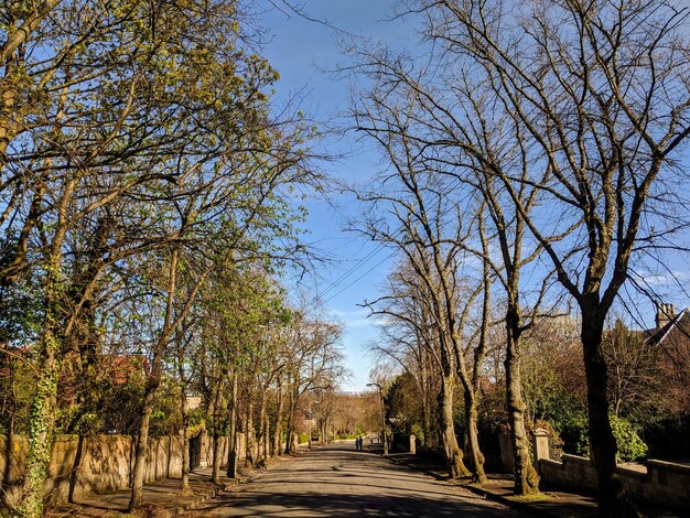 Foto camino vacío en medio de árboles contra el cielo