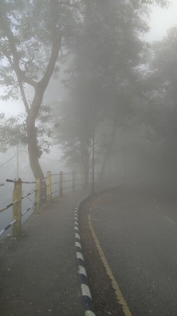 Foto camino vacío en medio de árboles