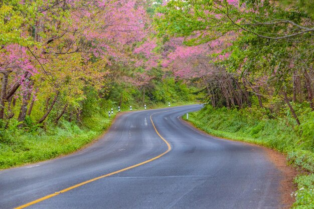 Camino vacío en medio de los árboles