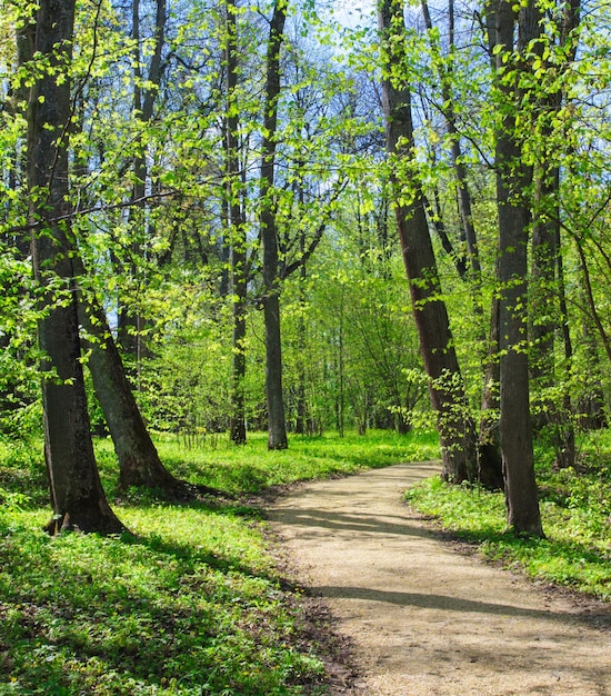 Camino vacío en el parque de primavera