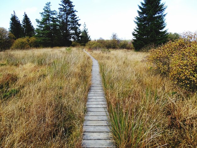 Camino vacío entre las plantas en el campo