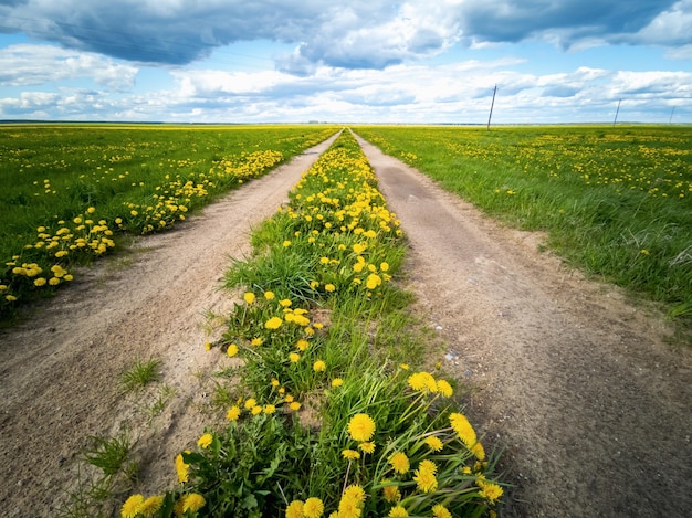 Camino vacío a través de un campo con dientes de león Cielo brillante con nubes sobre el camino