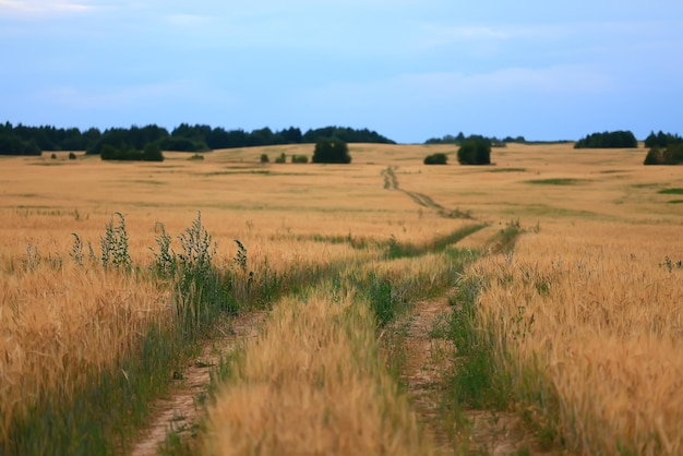 camino de verano en el campo paisaje naturaleza prado